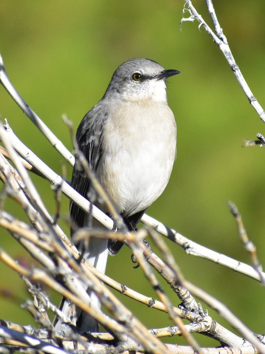 Пересмішник багатоголосий - ML646356310