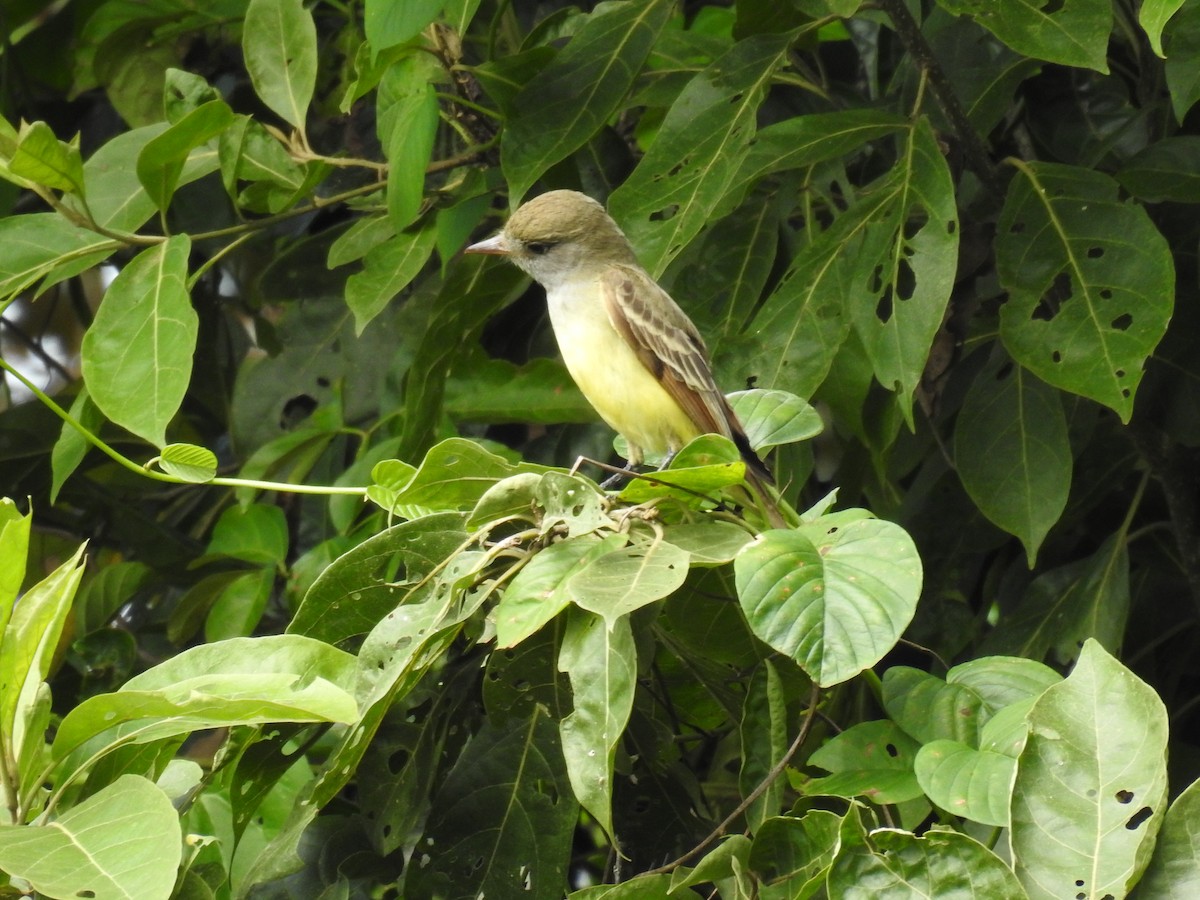 Great Crested Flycatcher - ML646356312