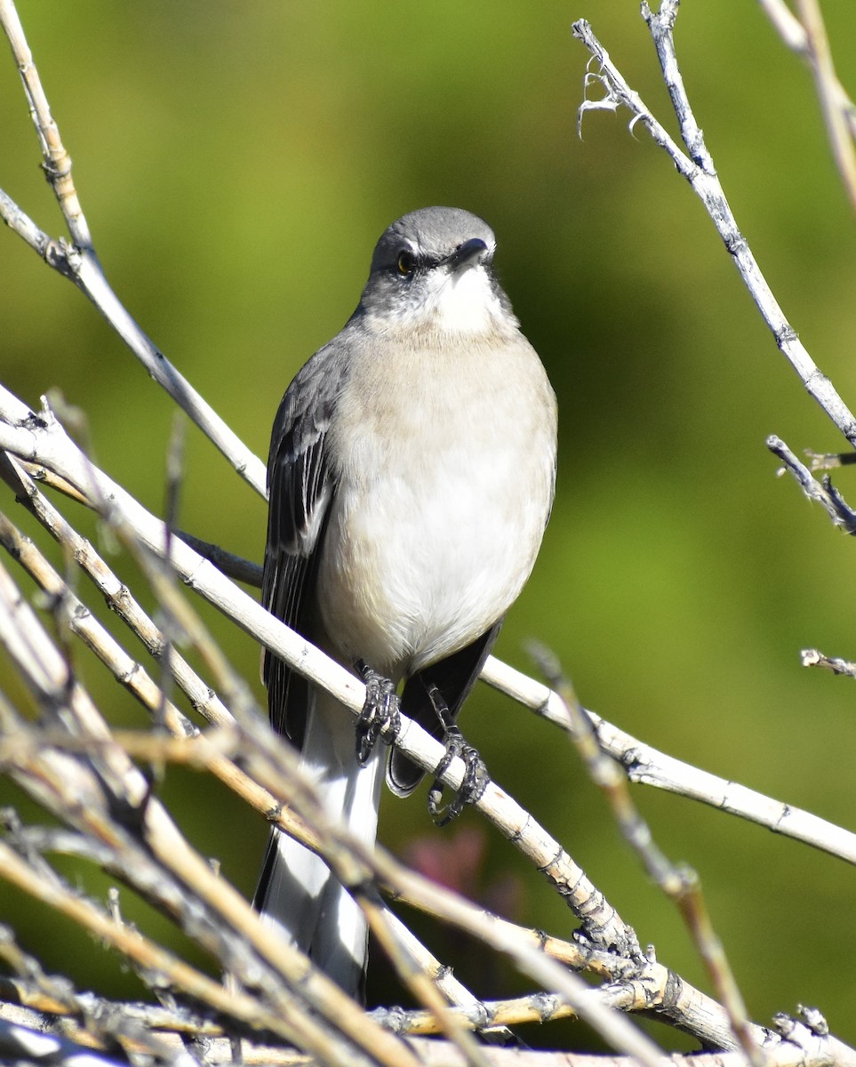 Пересмішник багатоголосий - ML646356313