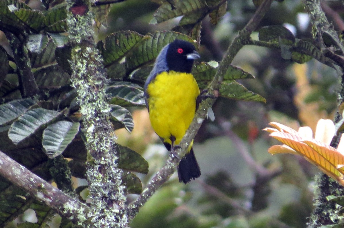 Hooded Mountain Tanager - ML646356315