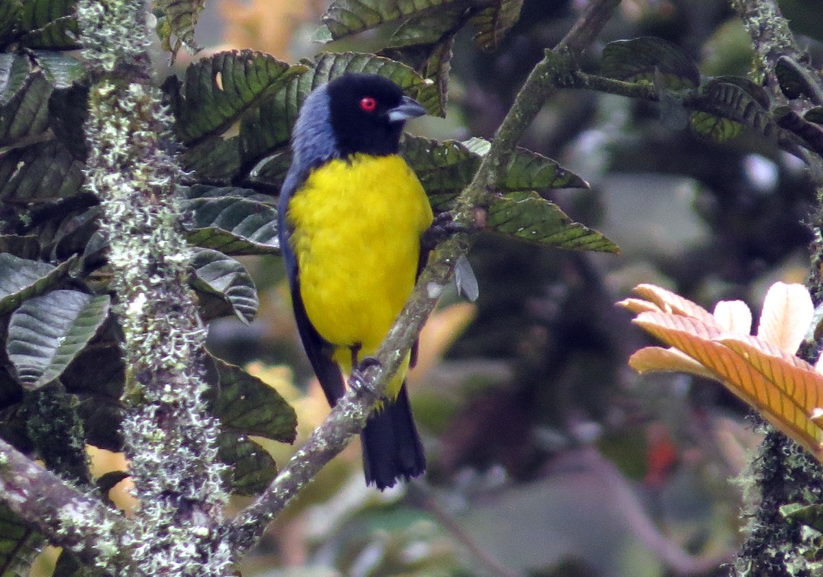 Hooded Mountain Tanager - ML646356316