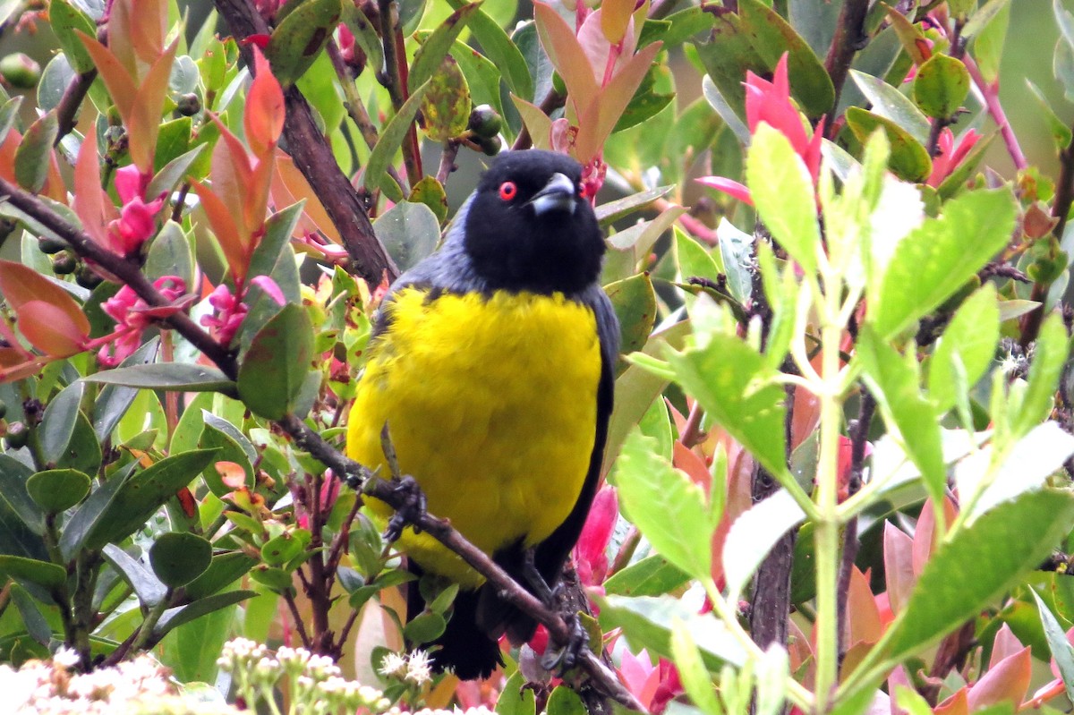 Hooded Mountain Tanager - ML646356317