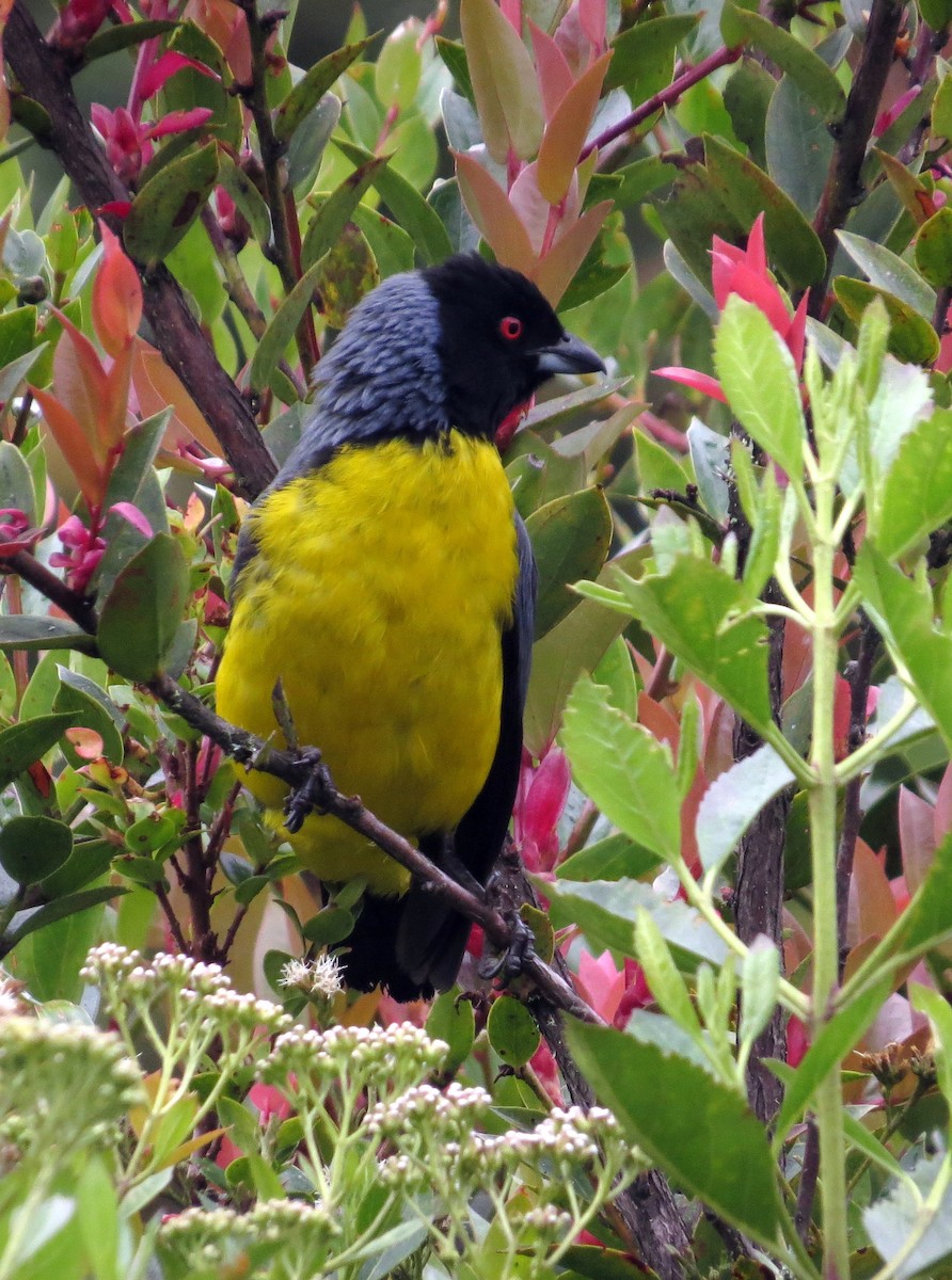 Hooded Mountain Tanager - ML646356318