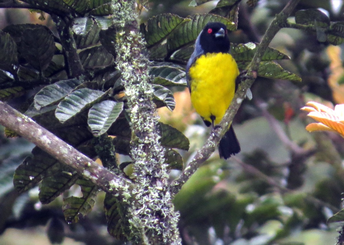 Hooded Mountain Tanager - ML646356319