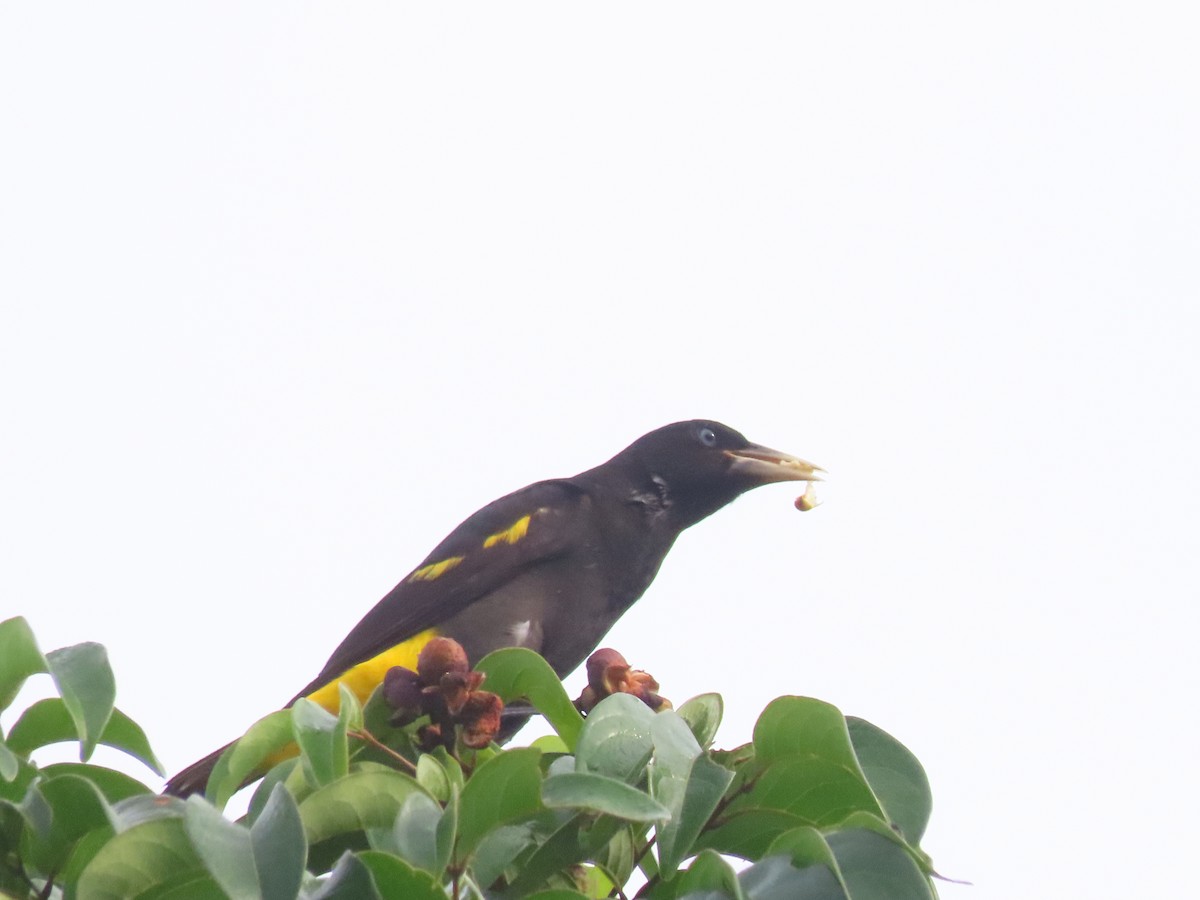 Yellow-rumped Cacique - ML646356320