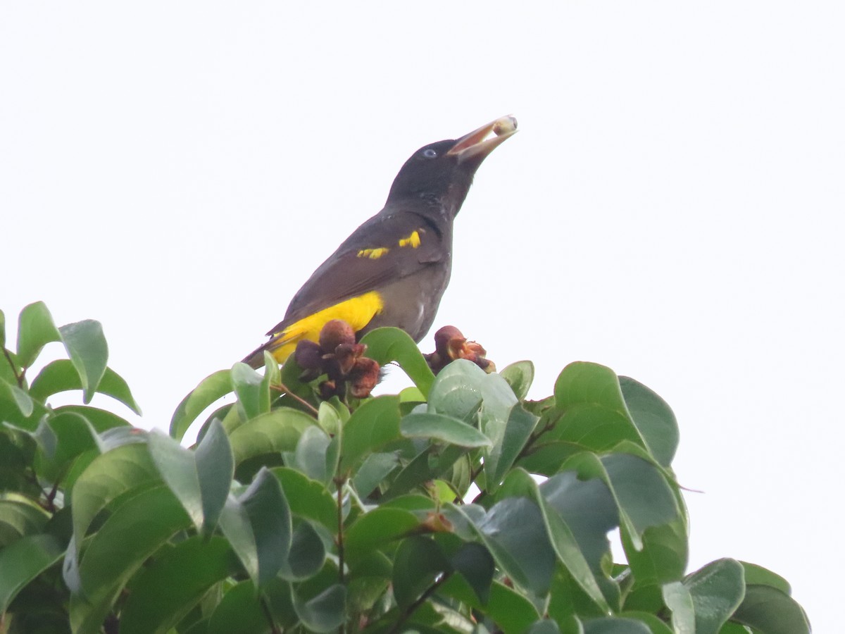 Yellow-rumped Cacique - ML646356321