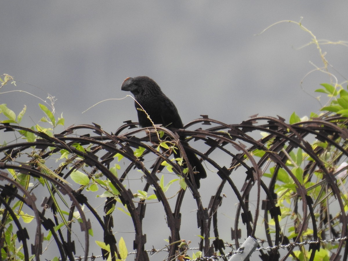 Smooth-billed Ani - ML646356324
