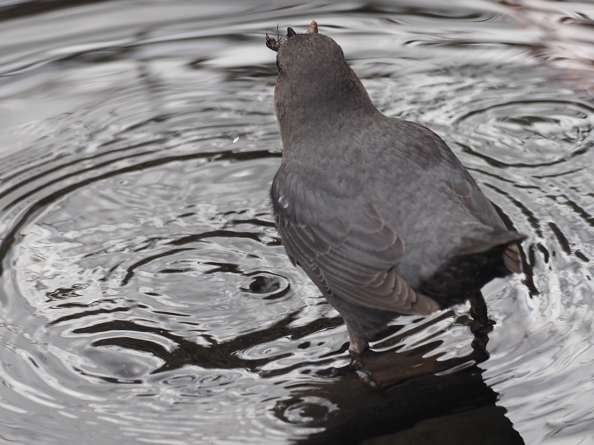 gråfossekall (mexicanus gr.) - ML646356326