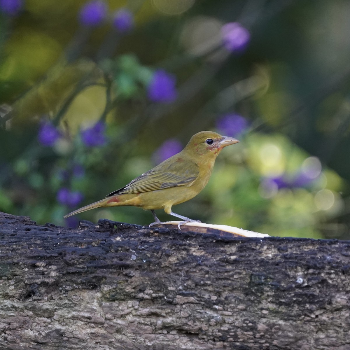 Summer Tanager - ML646356328
