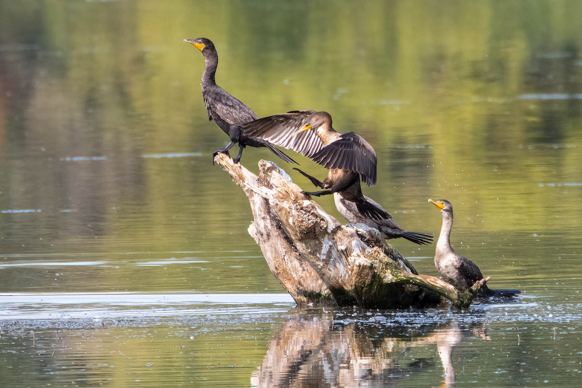 Double-crested Cormorant - ML646356332