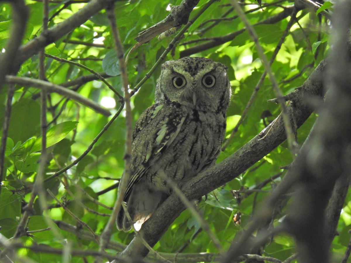 Eastern Screech-Owl - ML646356333