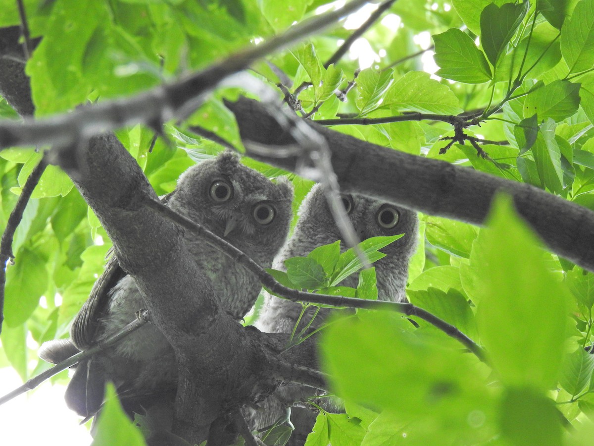 Eastern Screech-Owl - ML646356334
