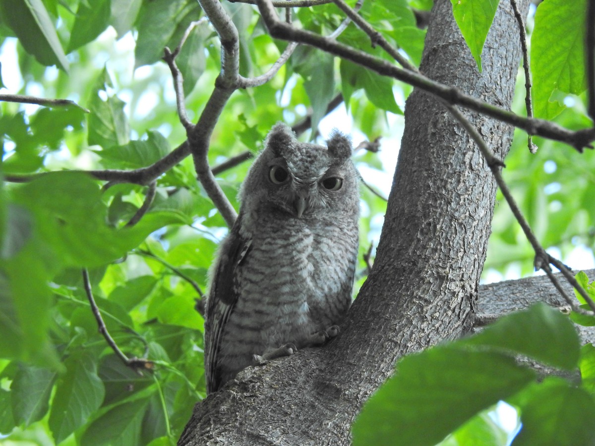 Eastern Screech-Owl - ML646356335