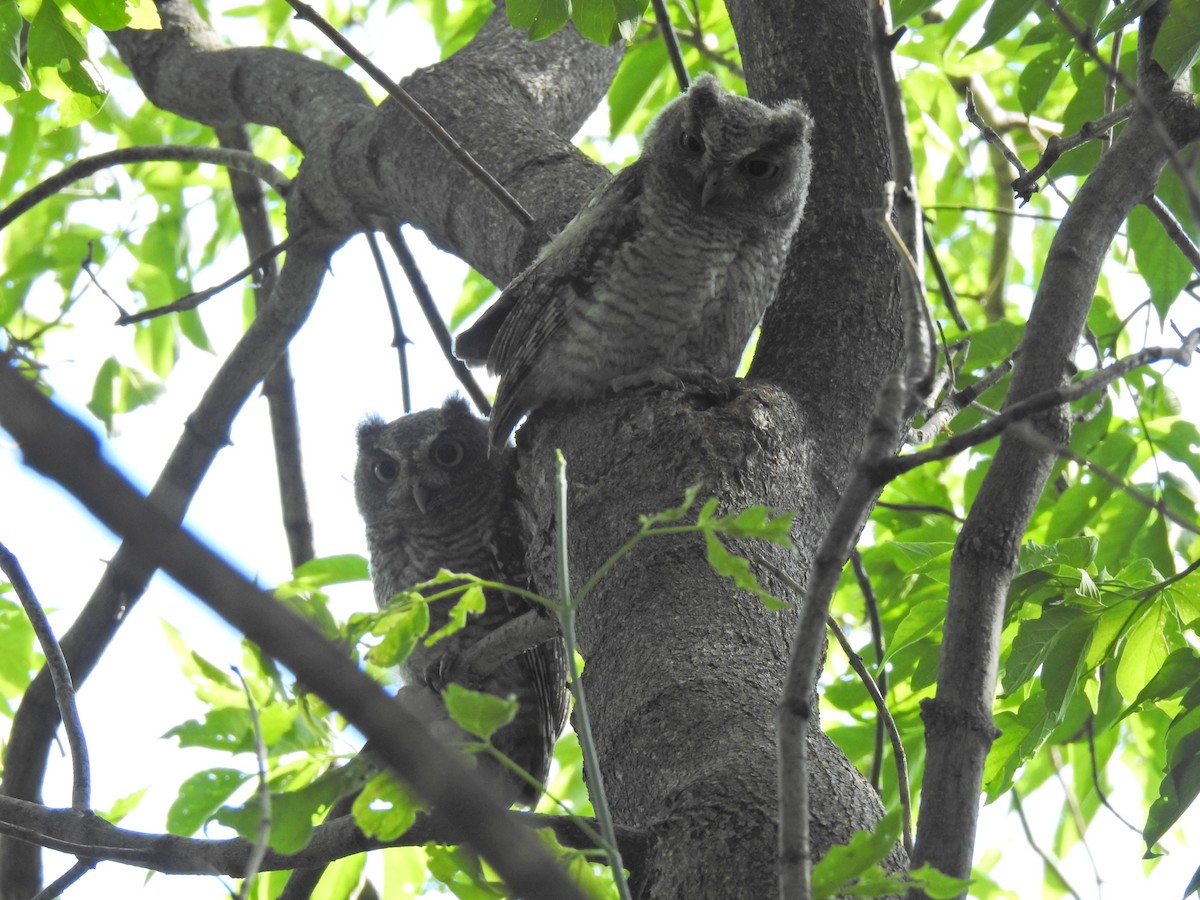 Eastern Screech-Owl - ML646356336