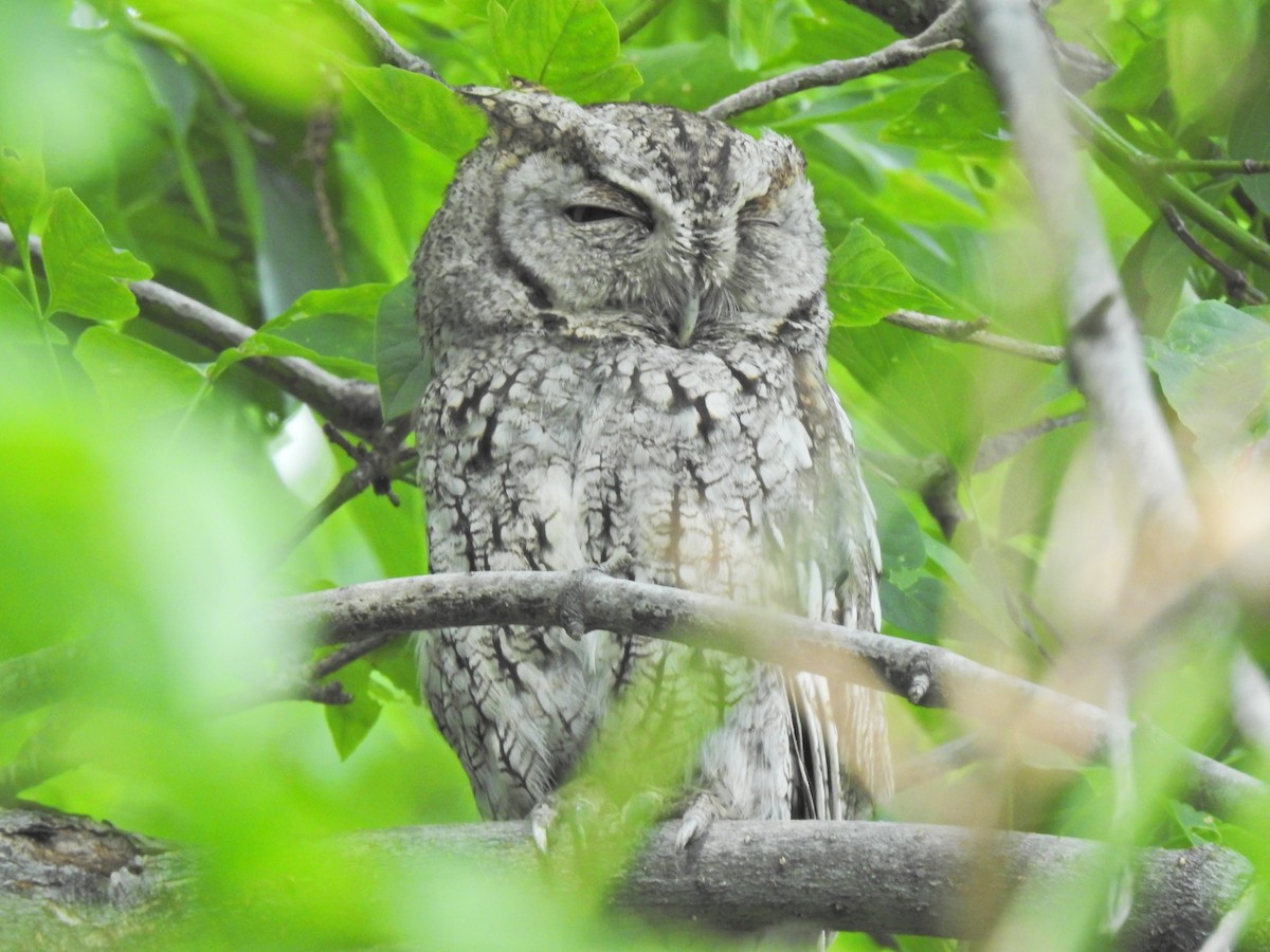 Eastern Screech-Owl - ML646356337