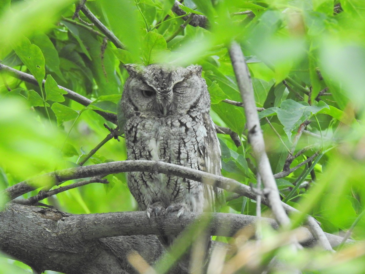 Eastern Screech-Owl - ML646356340