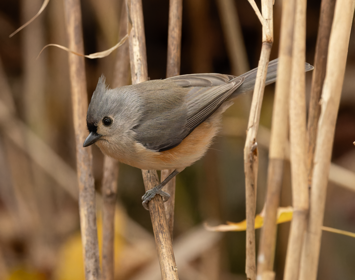 Tufted Titmouse - ML646356343