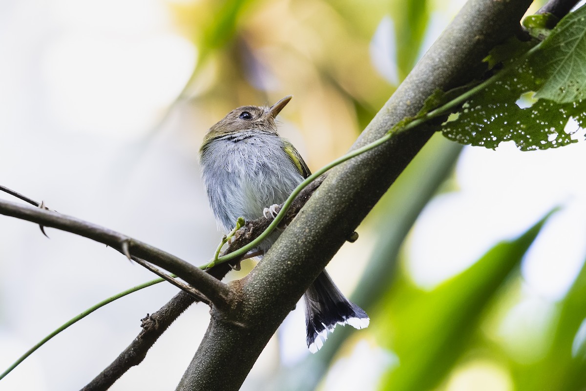Fork-tailed Pygmy-Tyrant - ML646356344