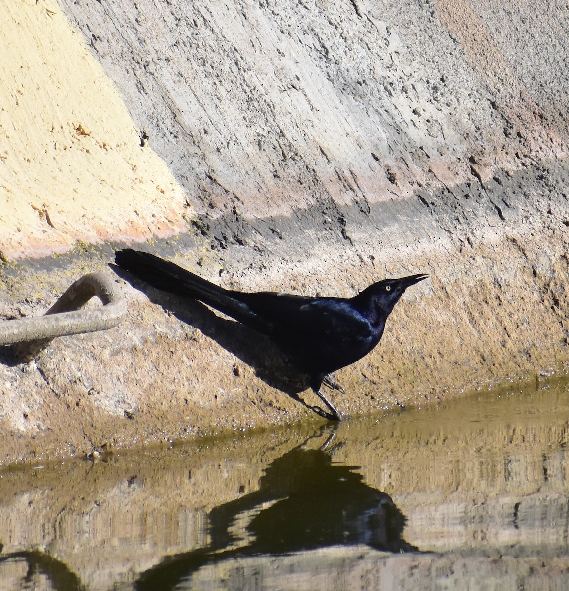 Great-tailed Grackle - ML646356345