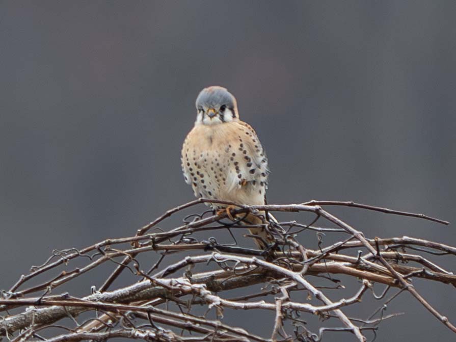 American Kestrel - ML646356346