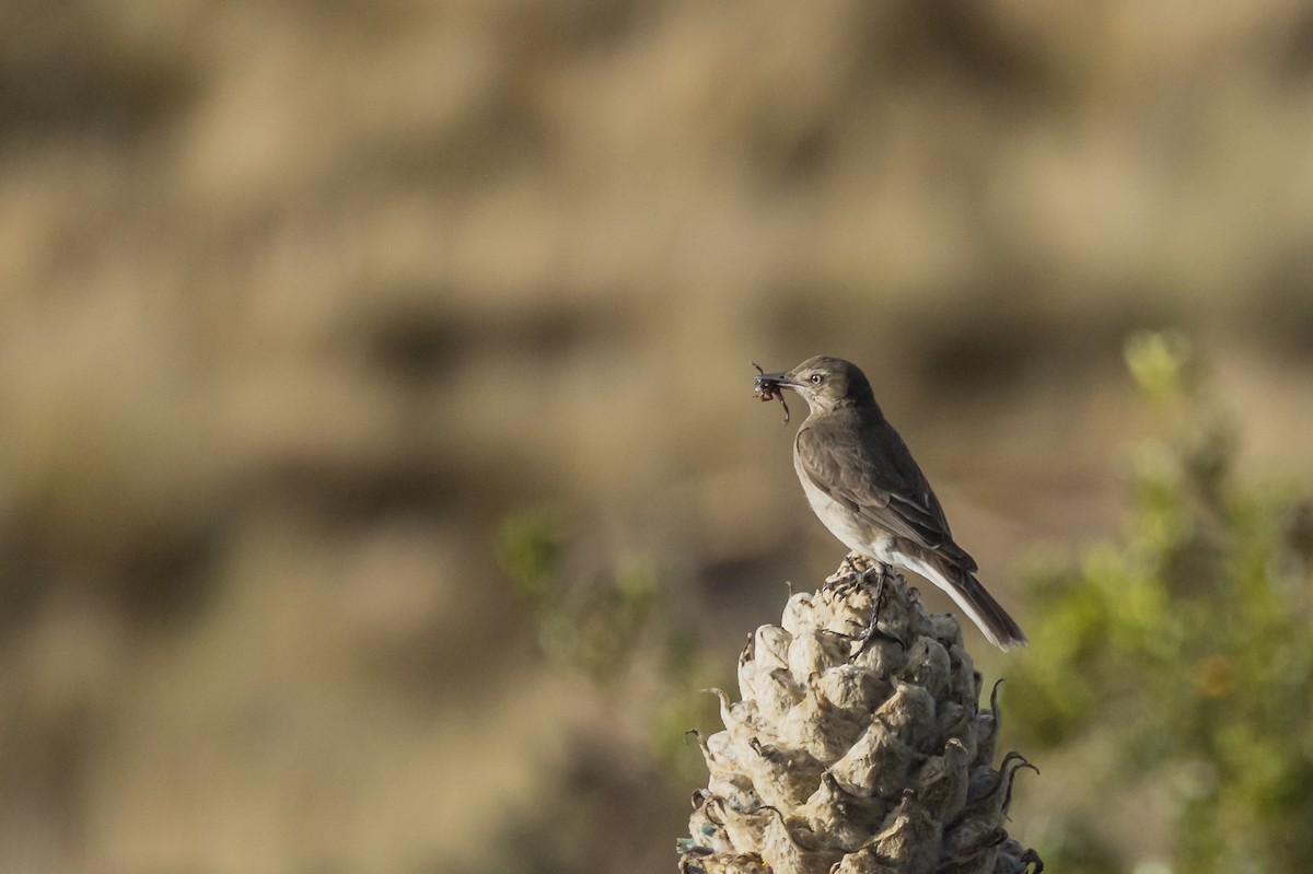 Black-billed Shrike-Tyrant - ML646356347