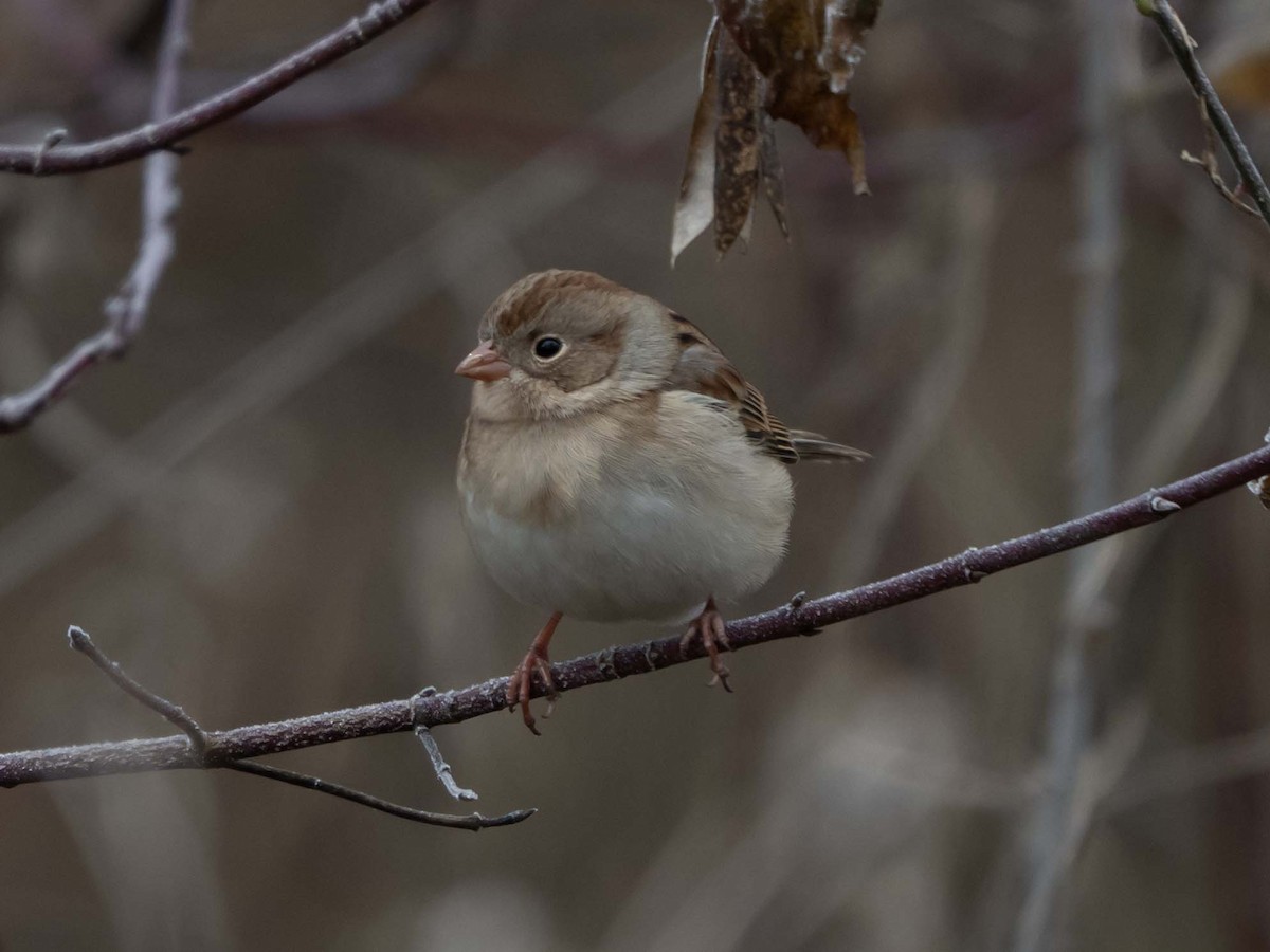 Field Sparrow - ML646356350