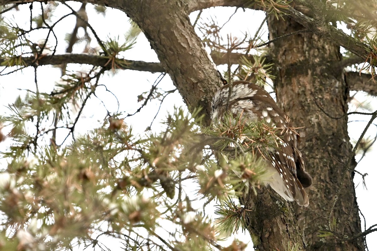 Boreal Owl - ML646356351