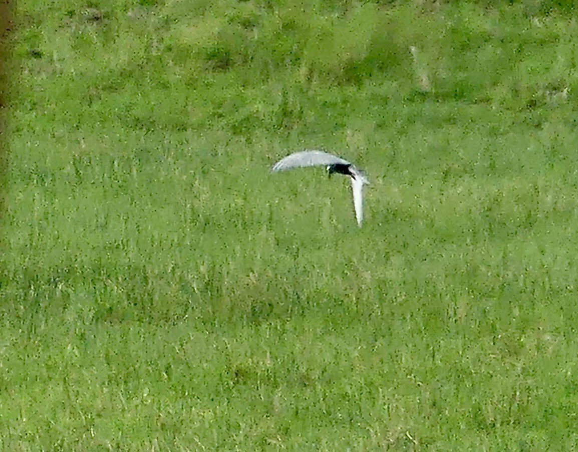 Whiskered Tern - ML646356352