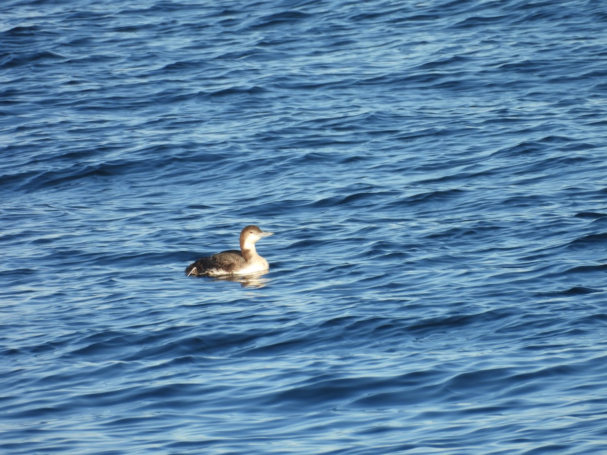 Common Loon - ML646356353