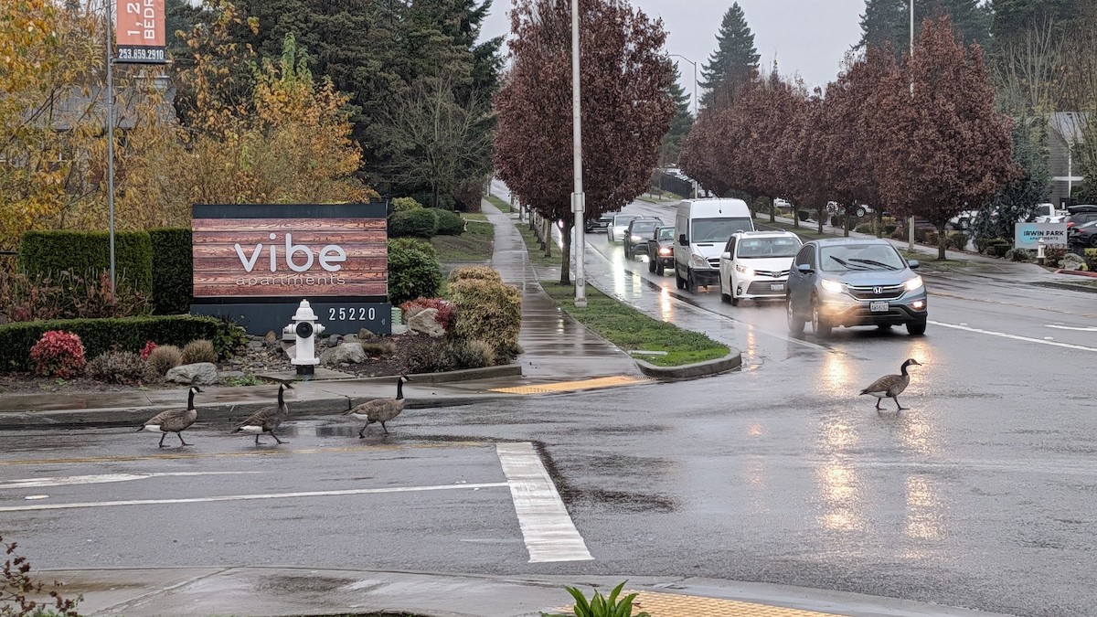 Canada Goose - ML646356354