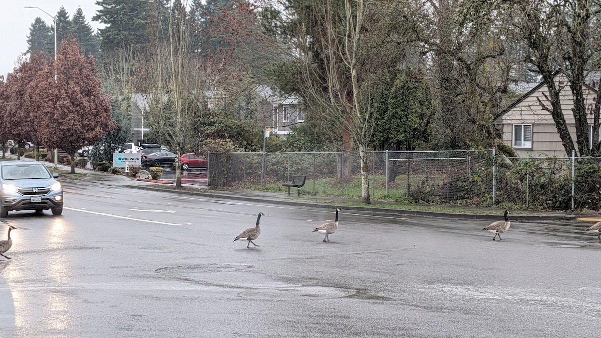 Canada Goose - ML646356355