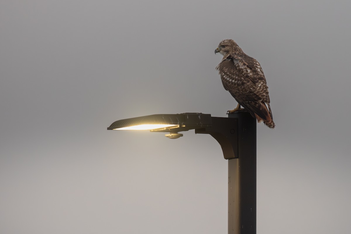Red-tailed Hawk - ML646356356