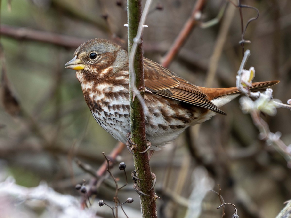 Fox Sparrow - ML646356357