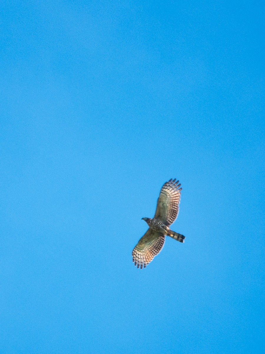 Hook-billed Kite - ML646356358