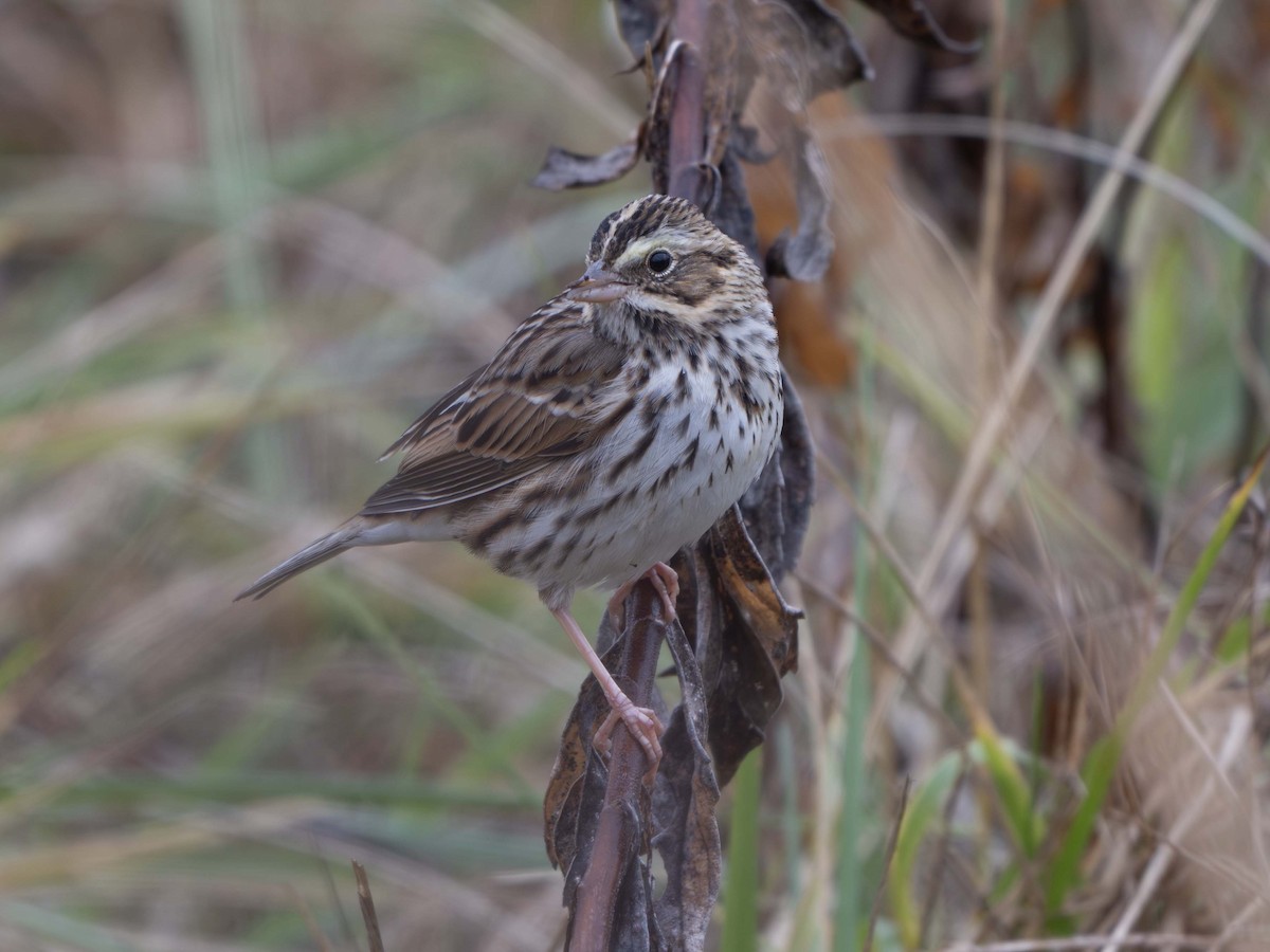 Savannah Sparrow - ML646356359