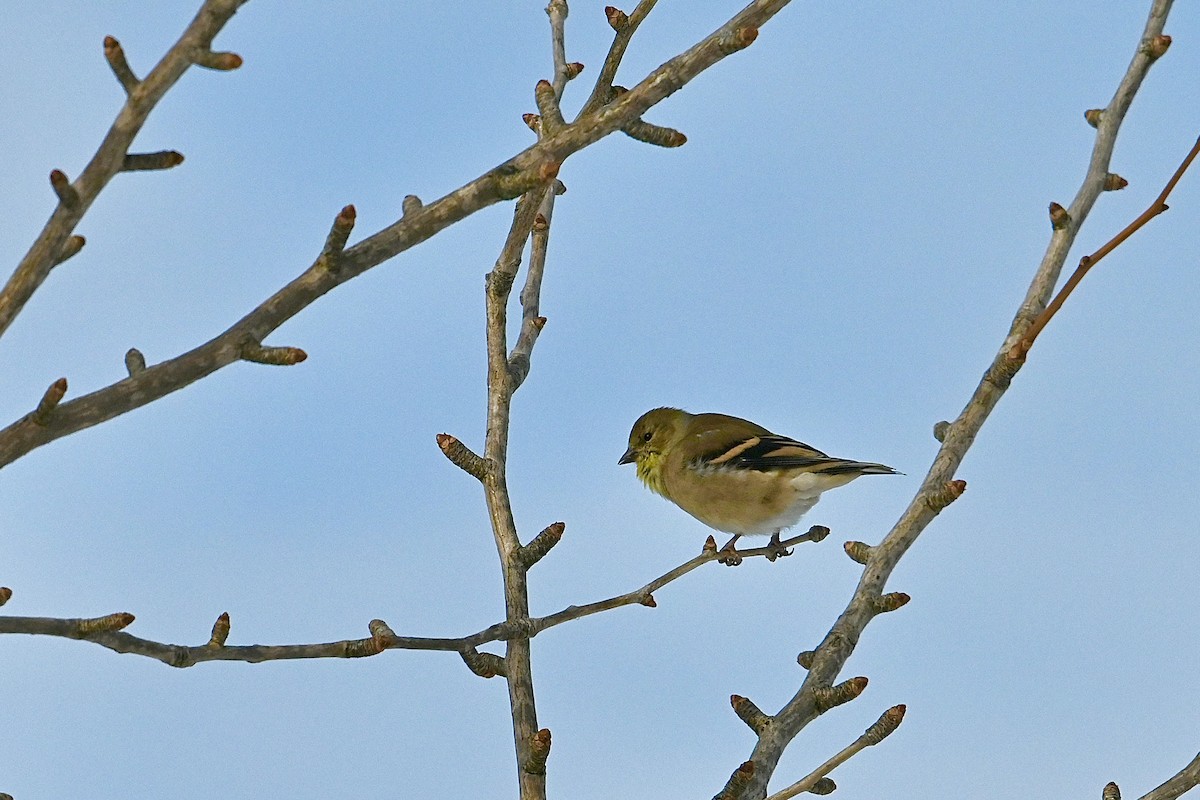 American Goldfinch - ML646356360