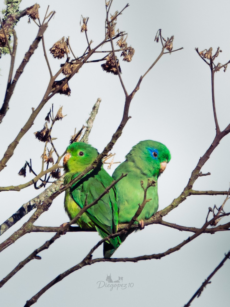 Spectacled Parrotlet - ML646356361