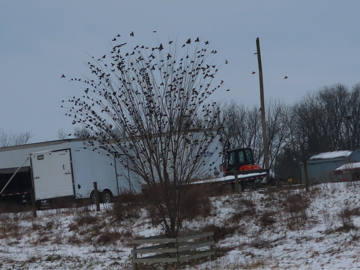 Brown-headed Cowbird - ML646356362