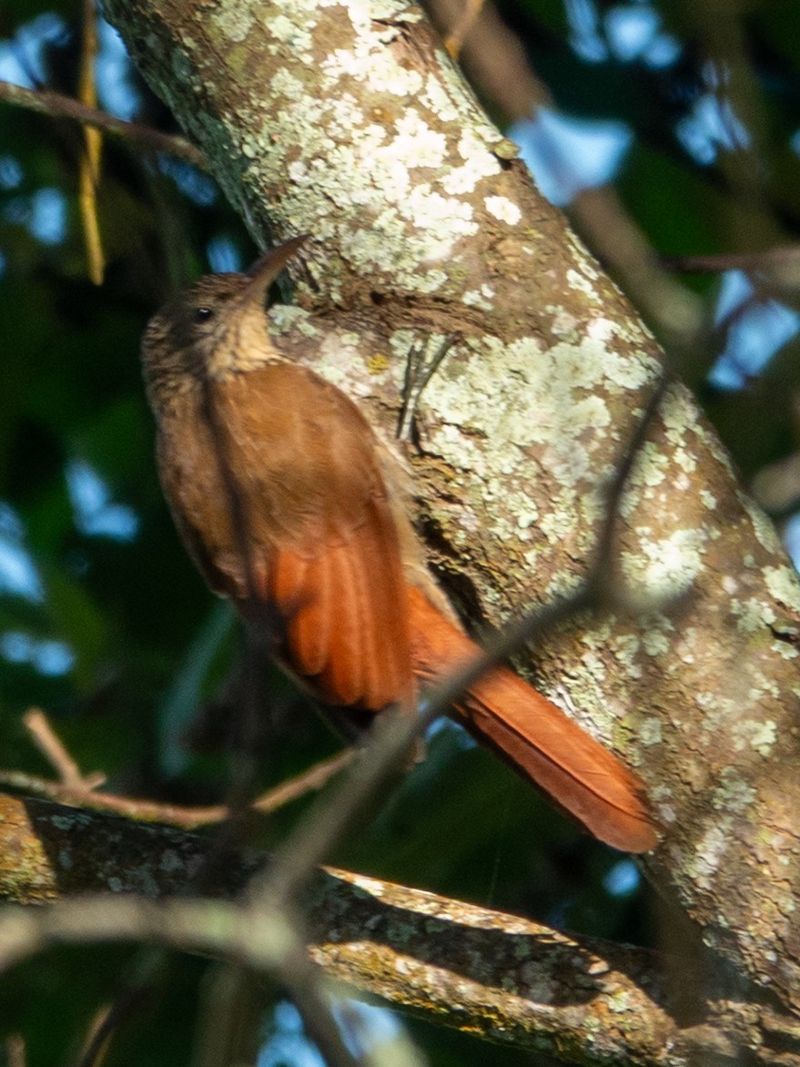 Cocoa Woodcreeper - ML646356363