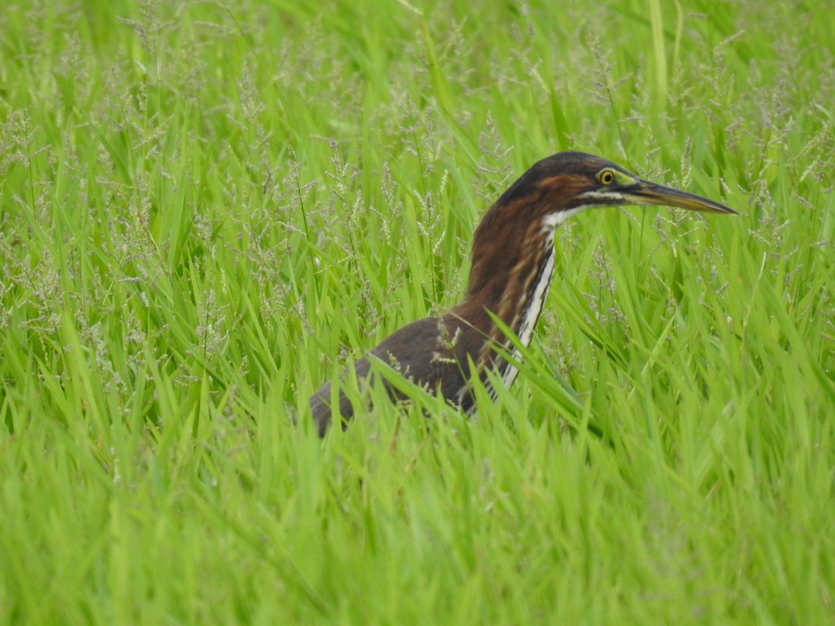 Green Heron - ML646356364