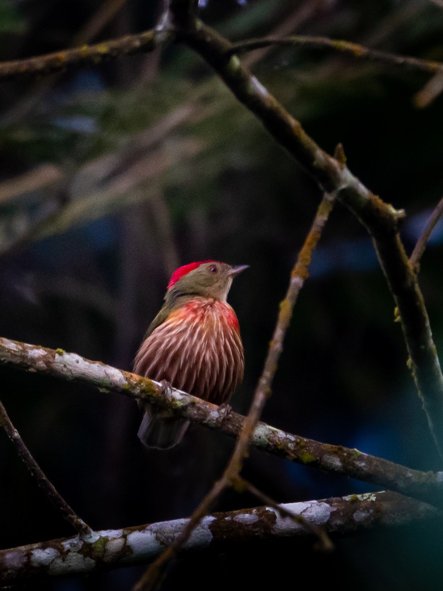 Striolated Manakin - ML646356365