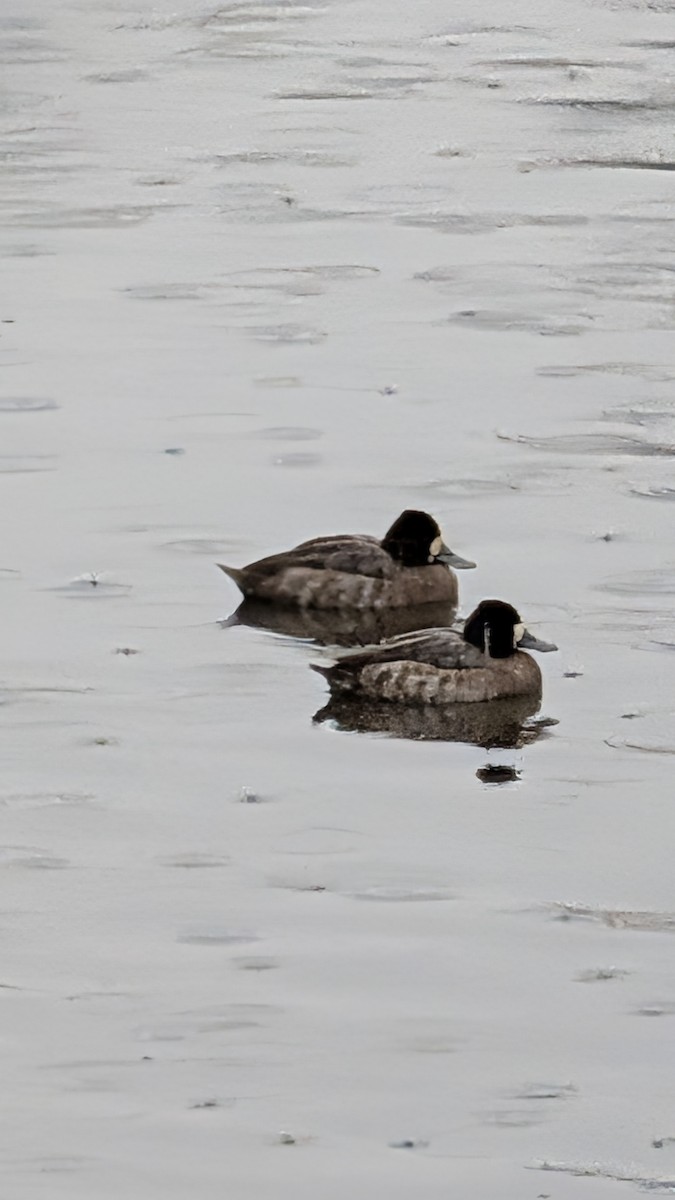 Lesser Scaup - ML646356367