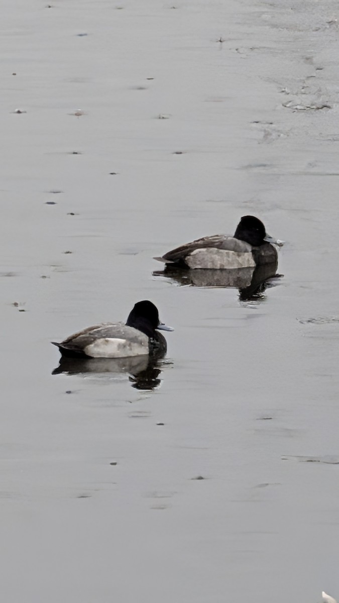 Lesser Scaup - ML646356368