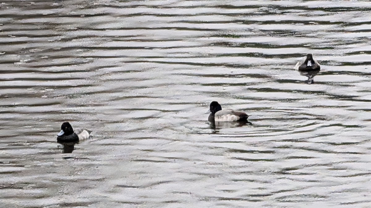 Lesser Scaup - ML646356369