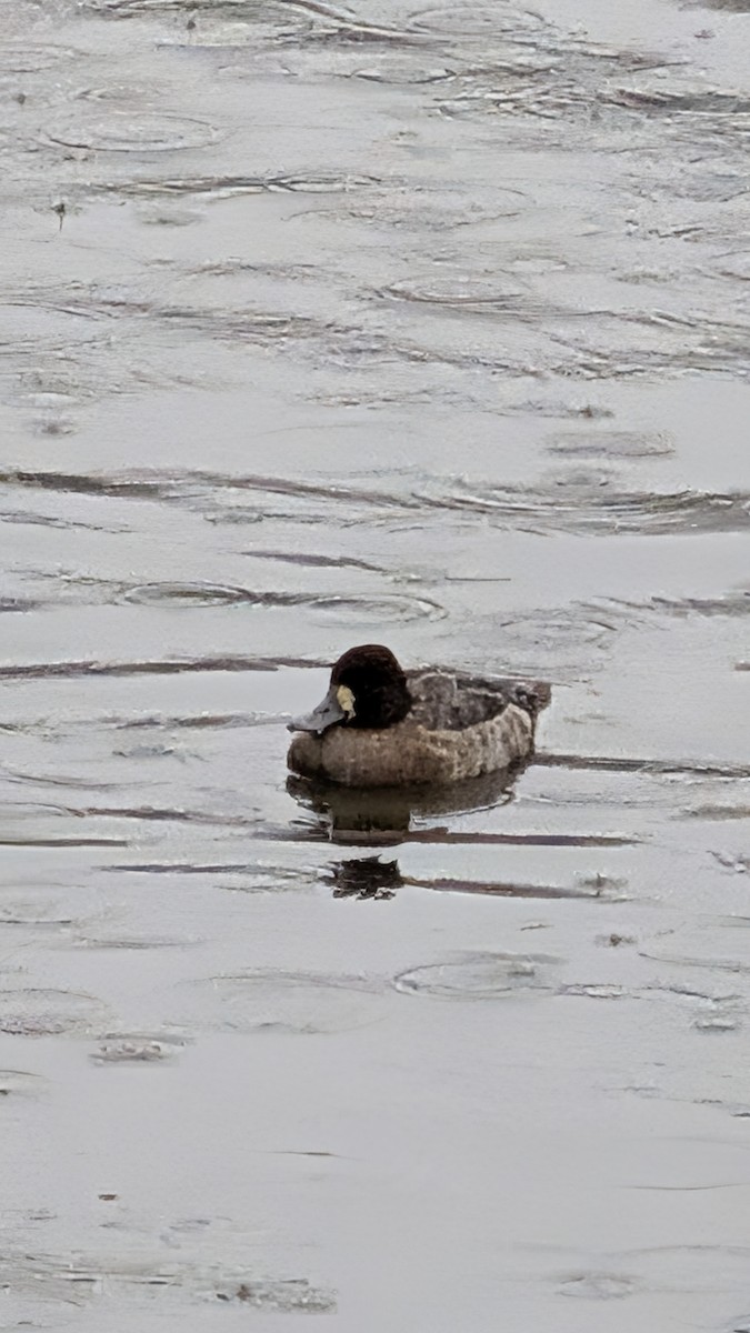 Lesser Scaup - ML646356370
