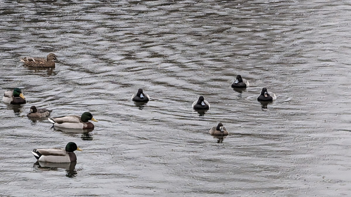 Lesser Scaup - ML646356371
