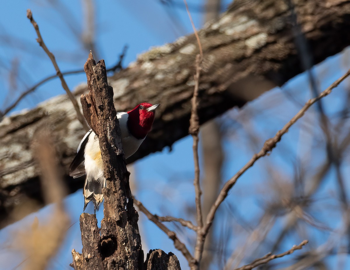 Red-headed Woodpecker - ML646356372