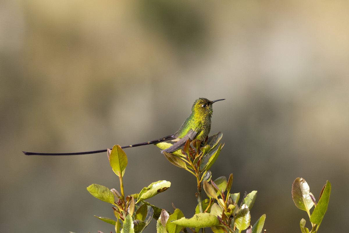 Black-tailed Trainbearer - ML646356373