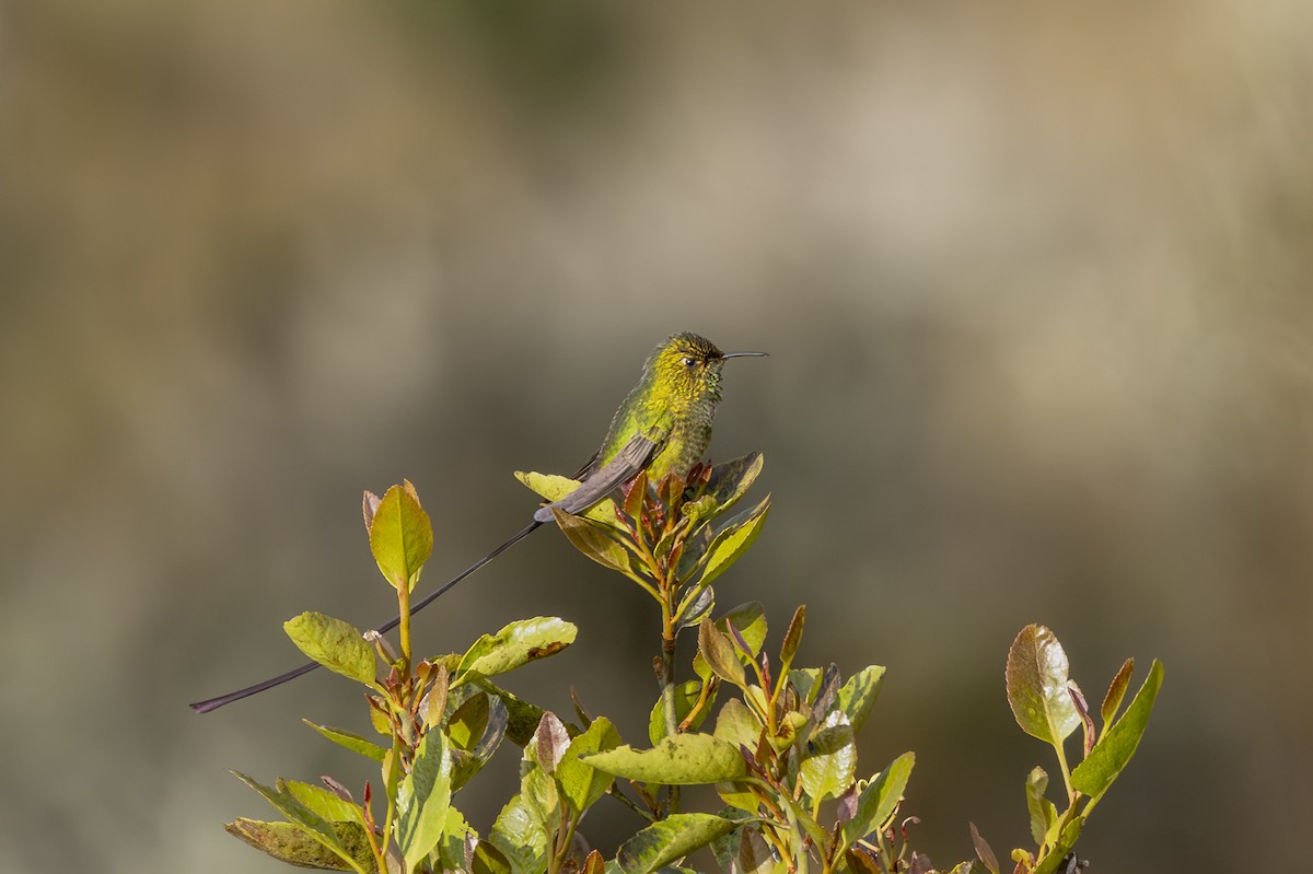 Black-tailed Trainbearer - ML646356374