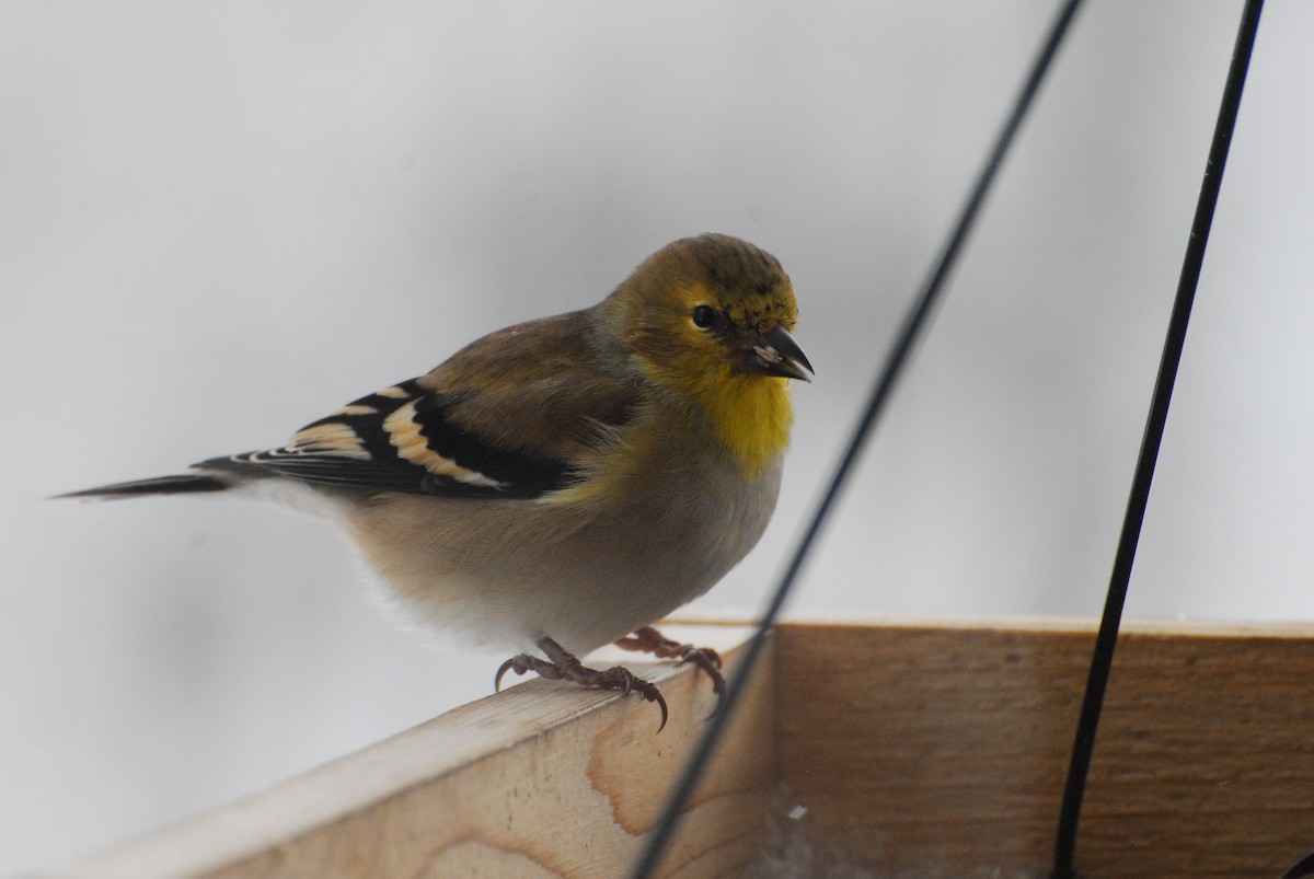American Goldfinch - ML646356375